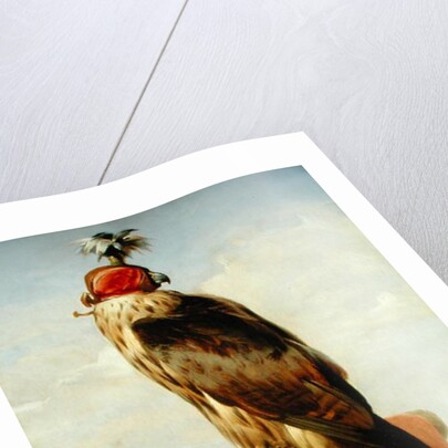 Hooded Falcon by Edwin Landseer