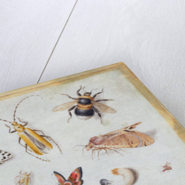 A Study of Butterflies and other Insects by Jan van the Elder Kessel