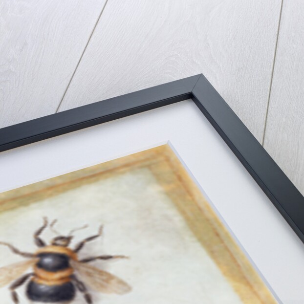 A Study of Butterflies and other Insects by Jan van the Elder Kessel