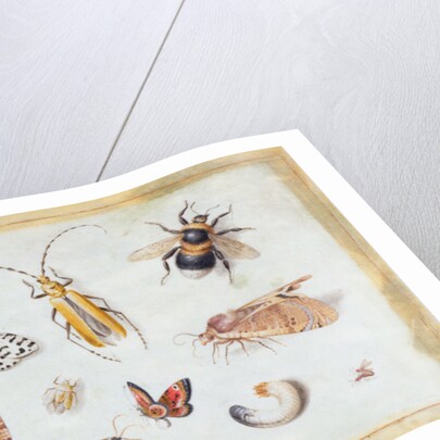 A Study of Butterflies and other Insects by Jan van the Elder Kessel