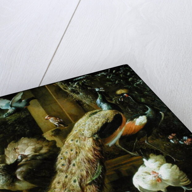 Peacock, parakeet, pelican, crane and poultry by Melchior de Hondecoeter