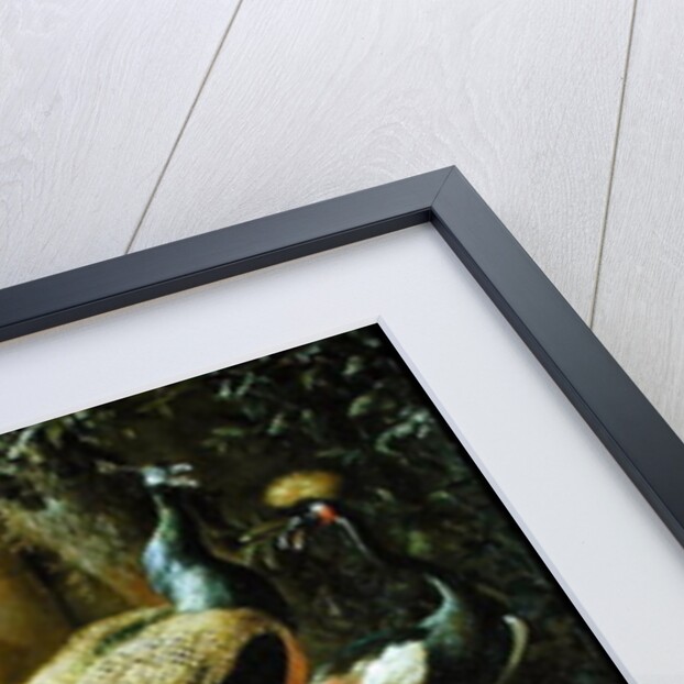 Peacock, parakeet, pelican, crane and poultry by Melchior de Hondecoeter