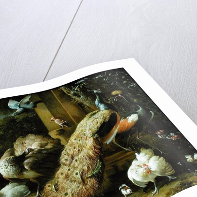 Peacock, parakeet, pelican, crane and poultry by Melchior de Hondecoeter