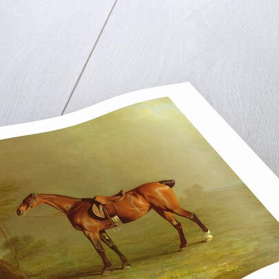 Racehorse by Benjamin Marshall