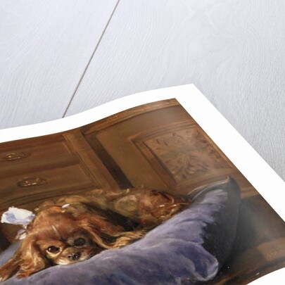 King Charles Spaniel by C. Fulton