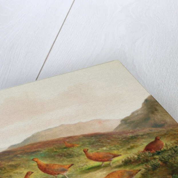 Grouse in a Moorland landscape by Tom Hold