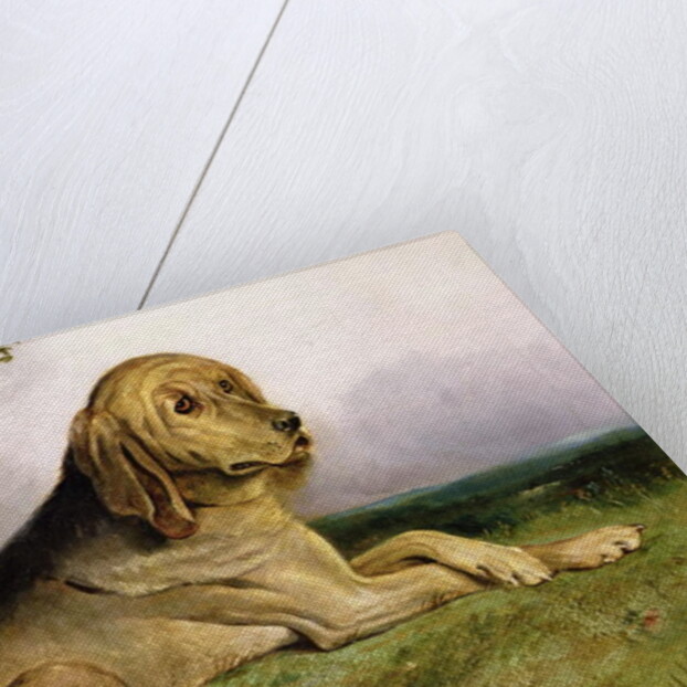 A Bloodhound in a Landscape by English School