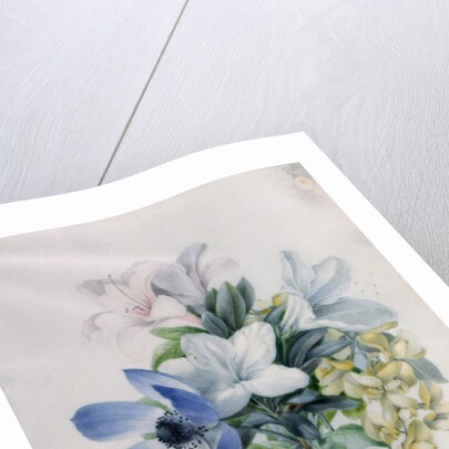 Anemone, wisteria and laburnum by Marie-Anne