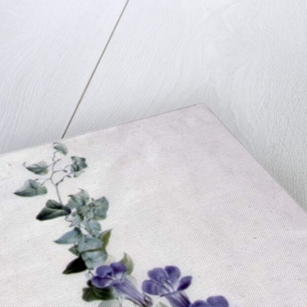 Ivy-leaved Toad Flax by Marie-Anne