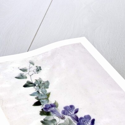 Ivy-leaved Toad Flax by Marie-Anne