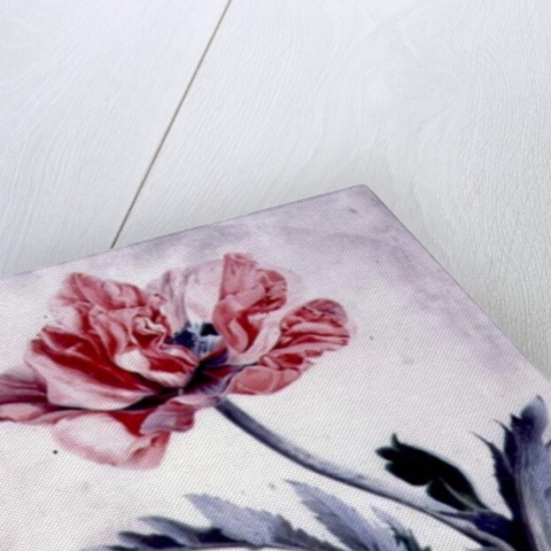 Flower Pieces, Oriental Poppy by Marie-Anne