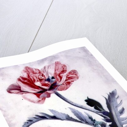 Flower Pieces, Oriental Poppy by Marie-Anne
