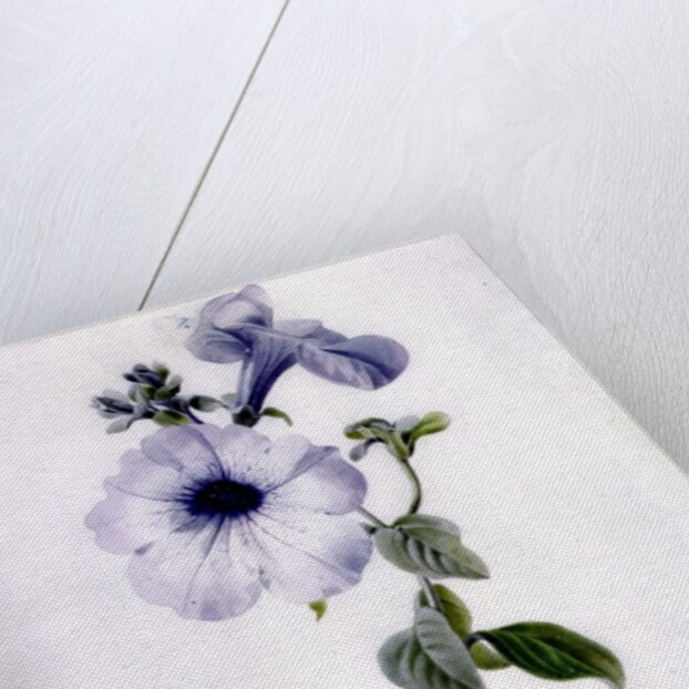 Petunia by Marie-Anne