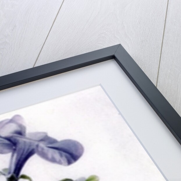 Petunia by Marie-Anne