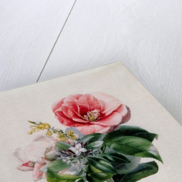 wamellia and Broom by Marie-Anne