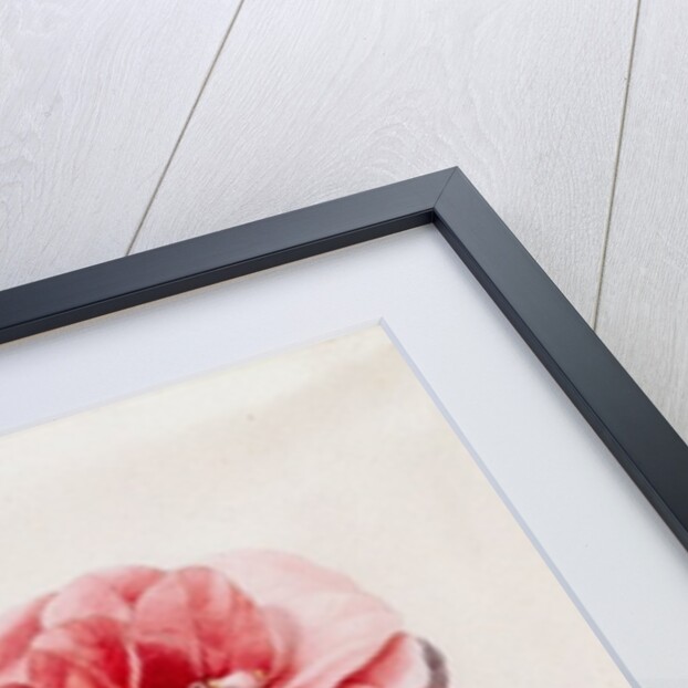 wamellia and Broom by Marie-Anne