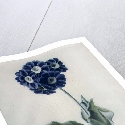 Polyanthus by Marie-Anne