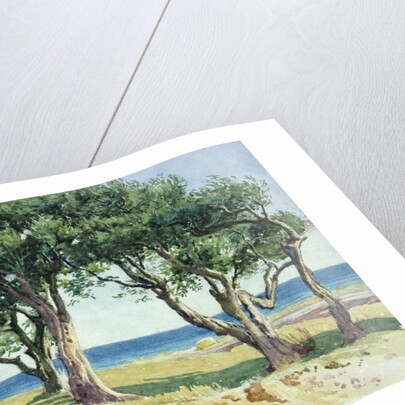 Old Olive Trees, Bordighera by Edwin Bale