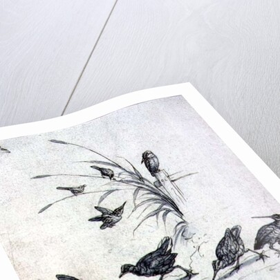 Kingfishers, Curlew and other Birds, 17th century by Francis Barlow