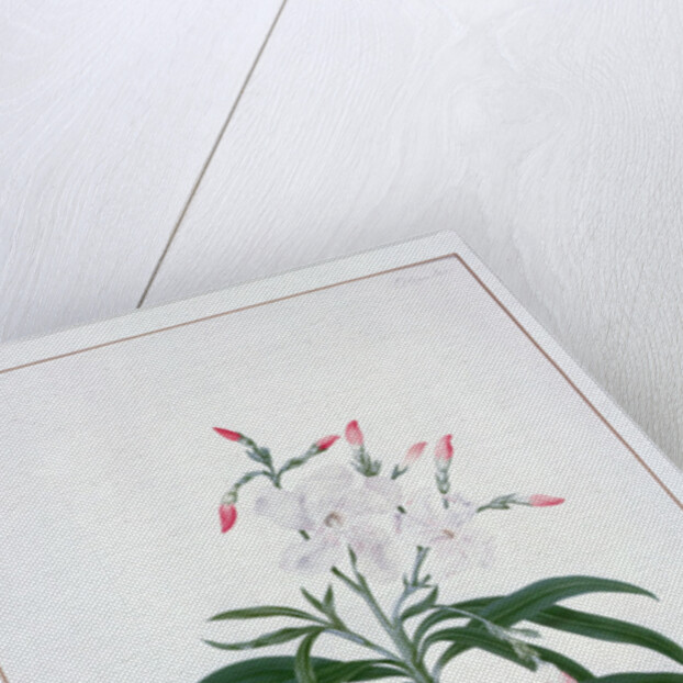 Flower Studies, 18the century by Peter Brown