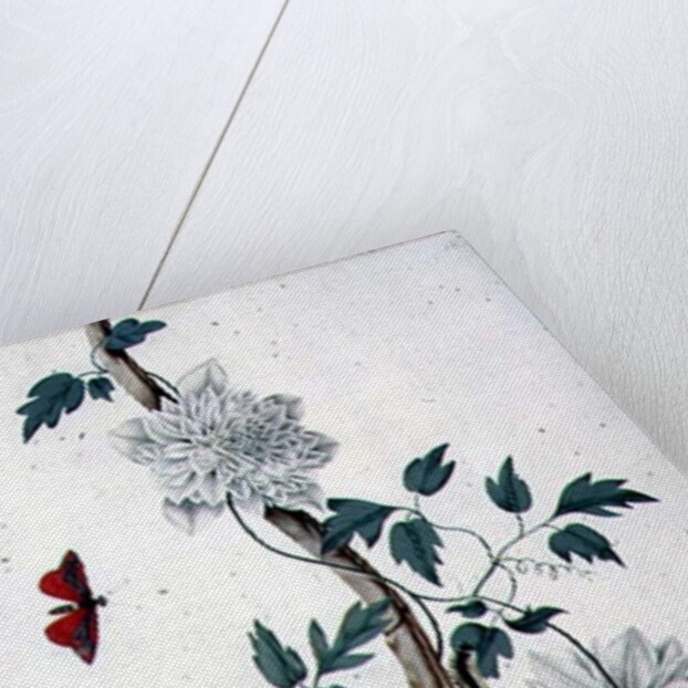 Flower Studies, 18th century by Peter Brown