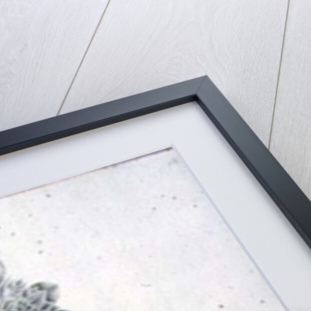 Flower Studies, 18th century by Peter Brown