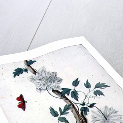 Flower Studies, 18th century by Peter Brown