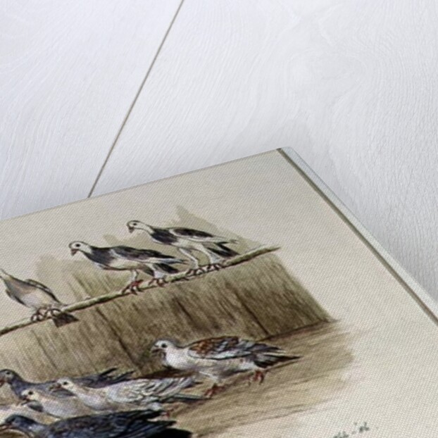 The Jackdaw and the Doves by Randolph Caldecott