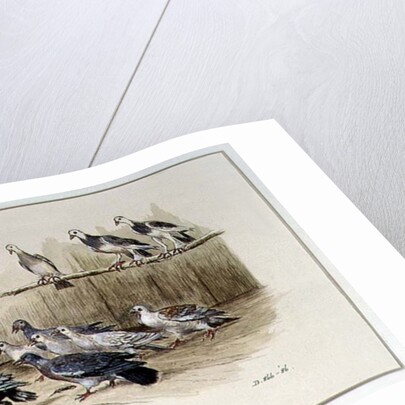 The Jackdaw and the Doves by Randolph Caldecott