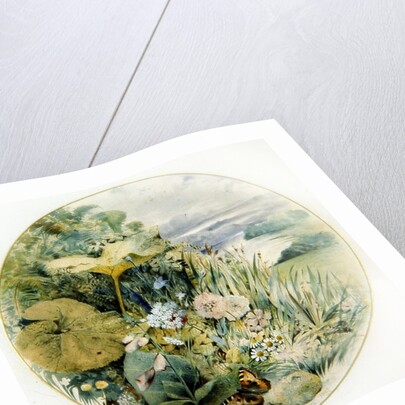 Wild Flowers and Vegetation, in a Lakeland District by William Linnaeus Casey