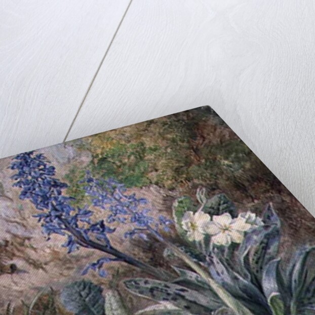 Purple Orchid and Primrose by Thomas Collier