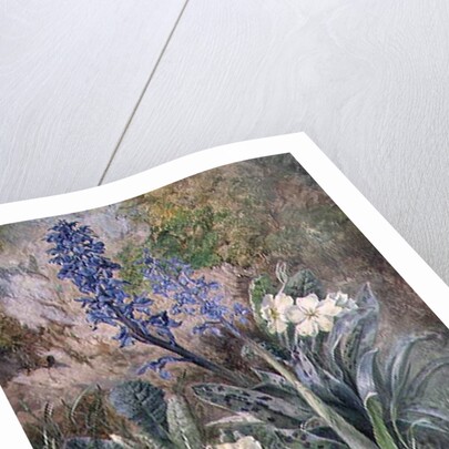 Purple Orchid and Primrose by Thomas Collier