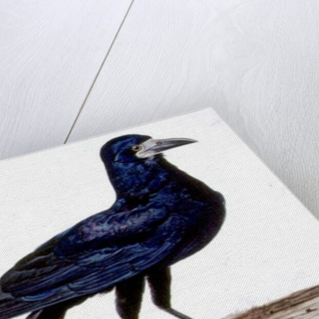 A Rook by Charles Collins