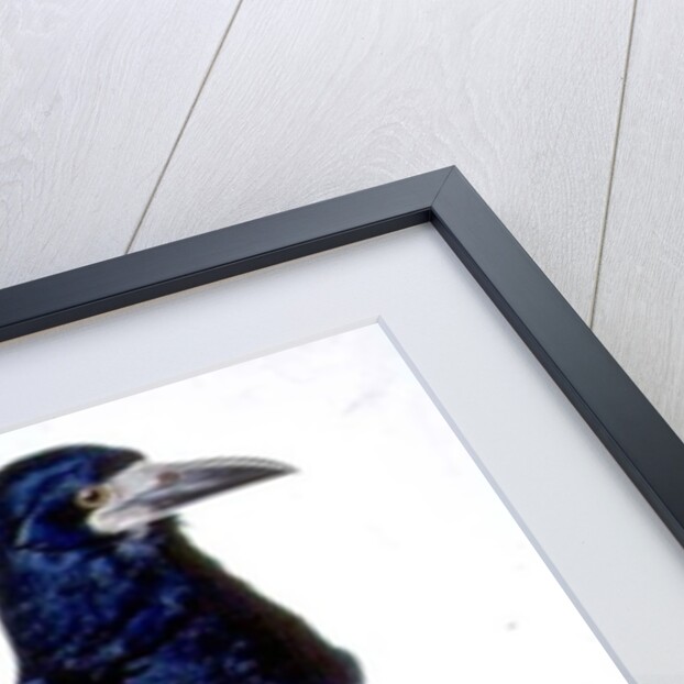 A Rook by Charles Collins