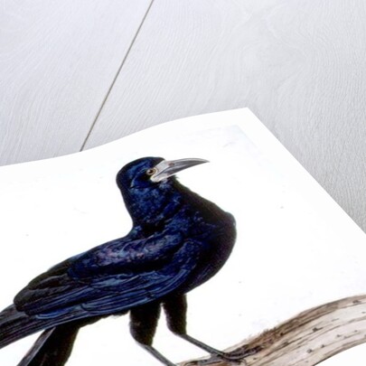 A Rook by Charles Collins