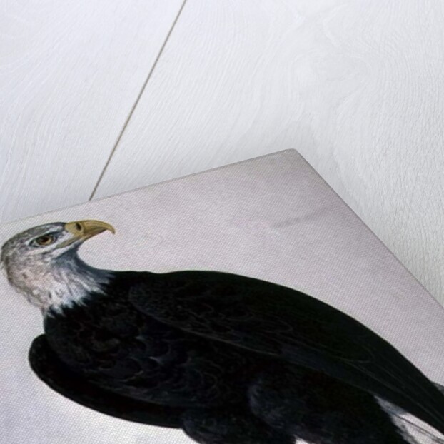 White-headed Sea Eagle by Charles Collins
