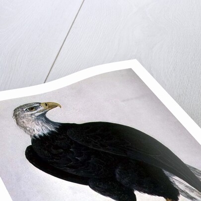 White-headed Sea Eagle by Charles Collins