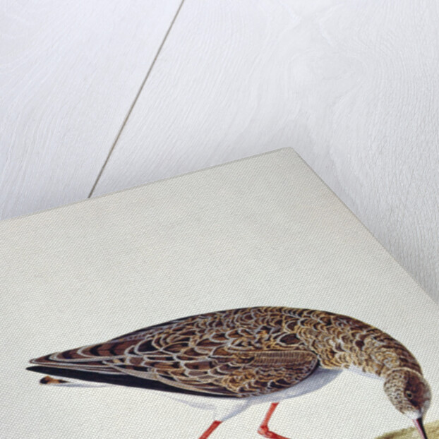 Curlew Sandpiper by Charles Collins