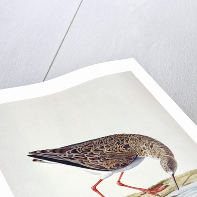 Curlew Sandpiper by Charles Collins