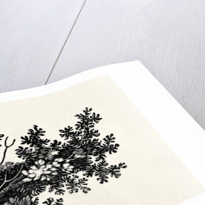 Bird's Nest by Thomas Bewick