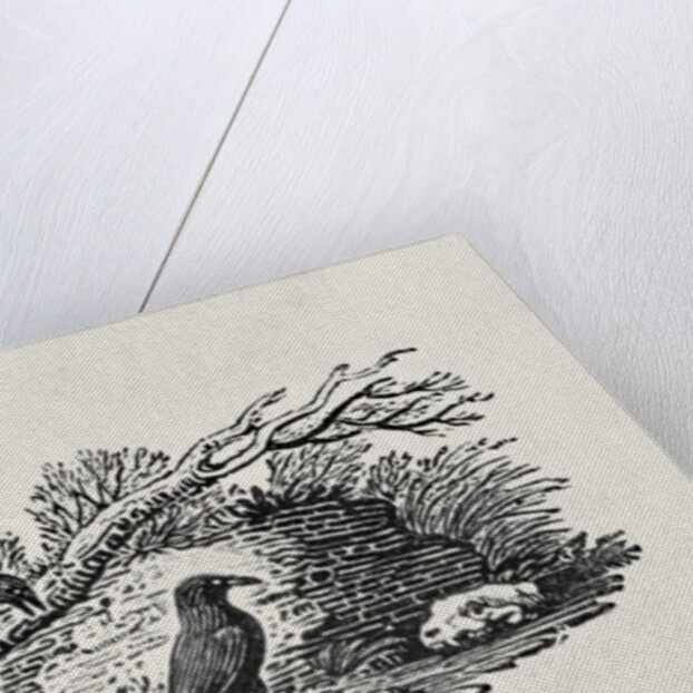 Crows from the 'History of British Birds' Volume I, pub. 1797 by Thomas Bewick