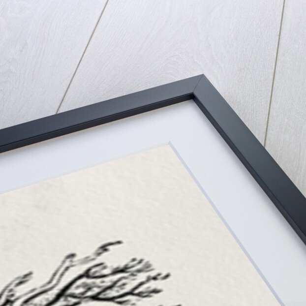 Crows from the 'History of British Birds' Volume I, pub. 1797 by Thomas Bewick