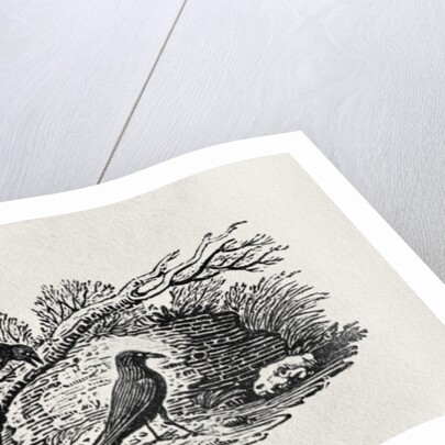 Crows from the 'History of British Birds' Volume I, pub. 1797 by Thomas Bewick