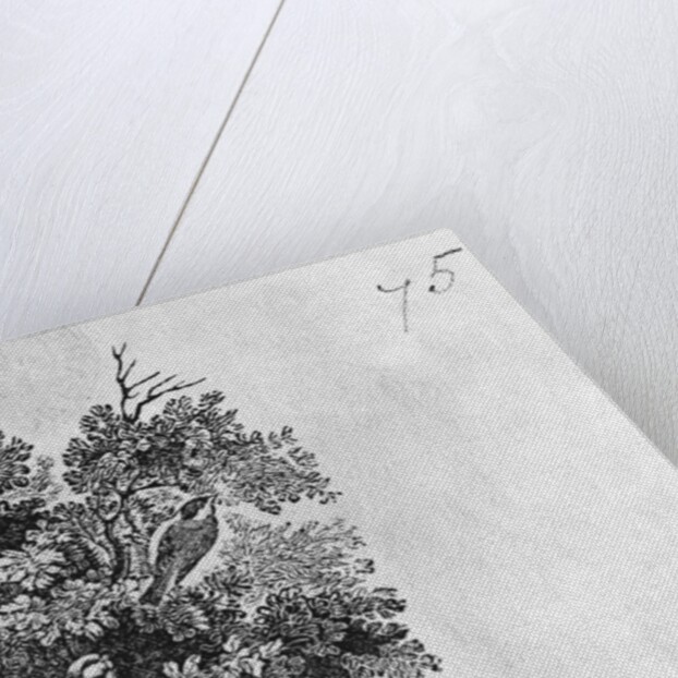 Blue Tit and Great Tit from the 'History of British Birds' Volume I, pub. 1797 by Thomas Bewick