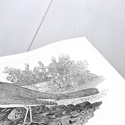 The Nightingale from the 'History of British Birds' Volume I, pub. 1797 by Thomas Bewick