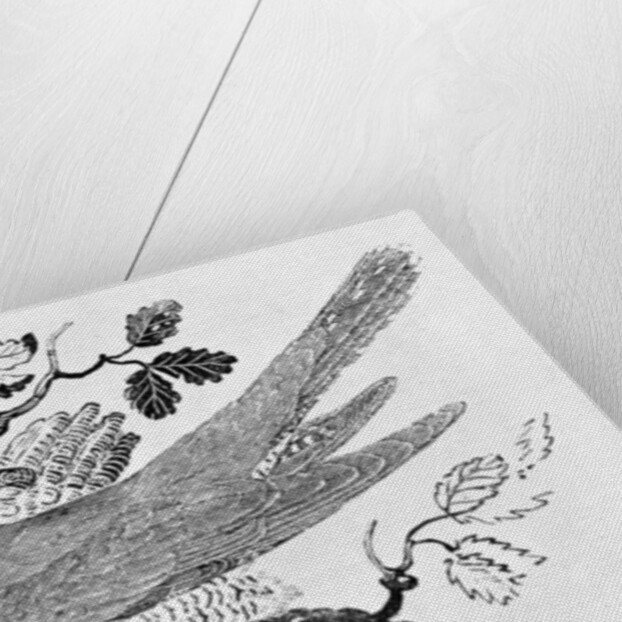 The Cuckoo from the 'History of British Birds' Volume I, pub. 1797 by Thomas Bewick