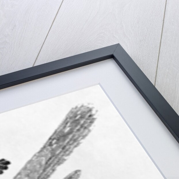 The Cuckoo from the 'History of British Birds' Volume I, pub. 1797 by Thomas Bewick