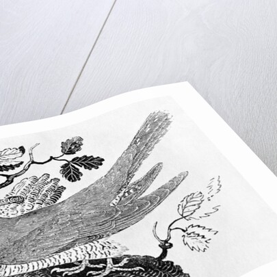 The Cuckoo from the 'History of British Birds' Volume I, pub. 1797 by Thomas Bewick