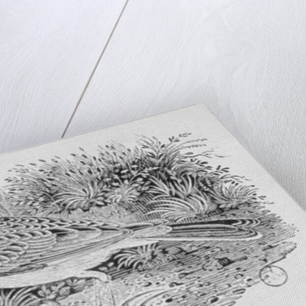 The Skylark from the 'History of British Birds' Volume I, pub. 1797 by Thomas Bewick