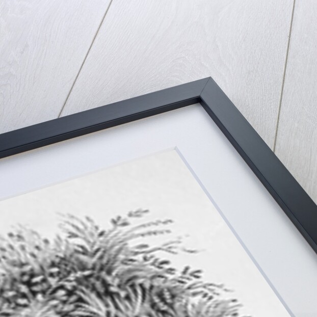 The Skylark from the 'History of British Birds' Volume I, pub. 1797 by Thomas Bewick